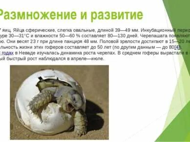 Тип развития черепахи
