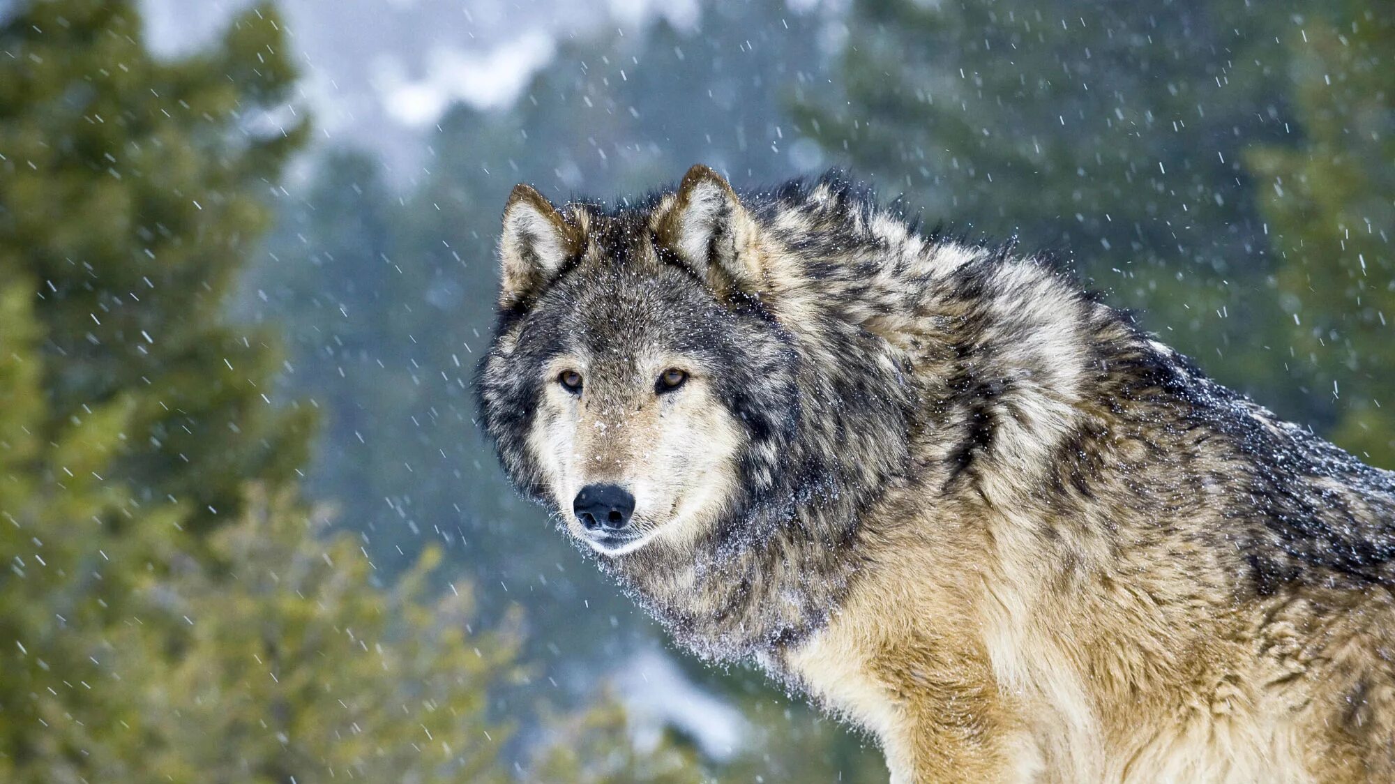 J wolf