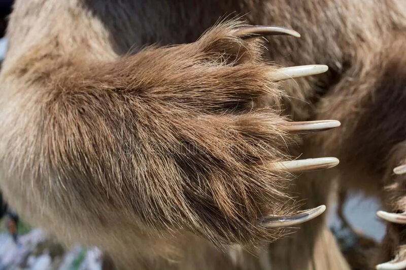 Sharp claws