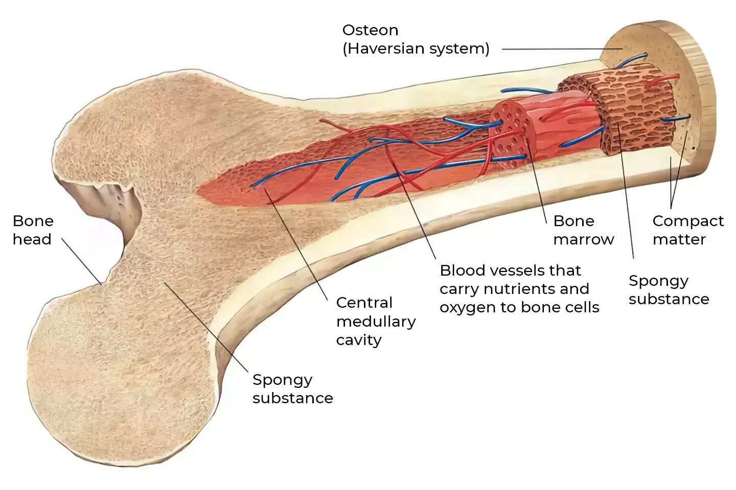 Красный костный мозг в трубчатой кости. Трубчатая кость строение анатомия. Строение трубчатой кости изнутри. Строение костного мозга в разрезе. Кровообращение костей