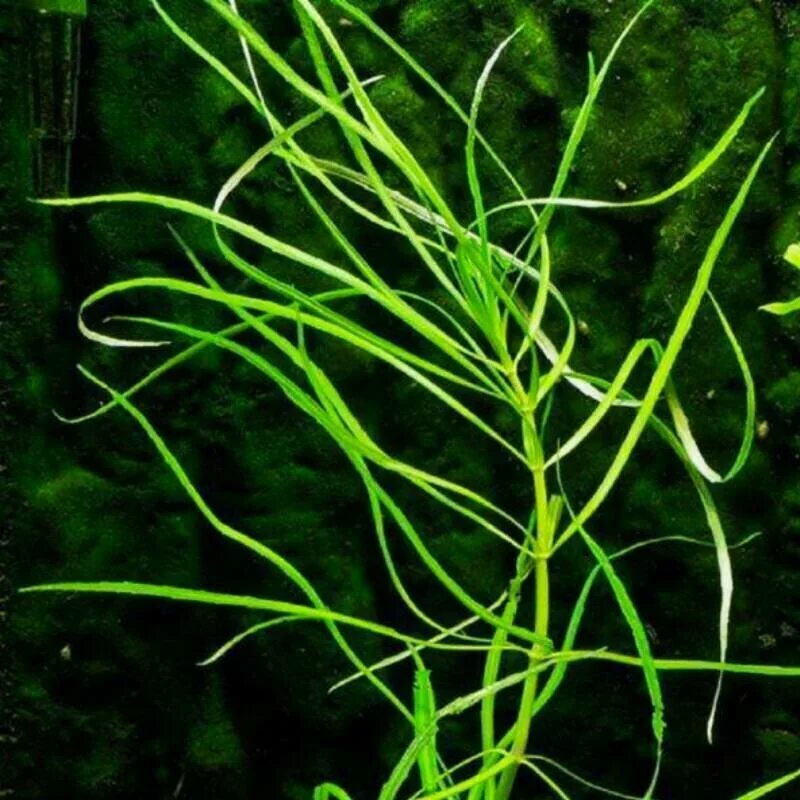 октопус аквариумное. погостемон октопус. октопус аквариумное. погостемон аквариумное растение. погостемон октопус.