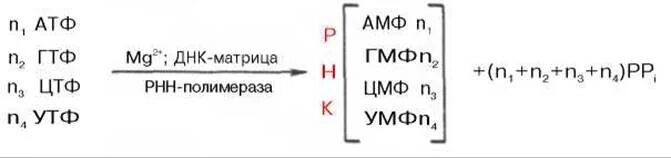 Биосинтез днк реакция. Суммарная реакция синтеза РНК. Суммарное уравнение синтеза РНК. Суммарная реакция биосинтеза РНК. Суммарное уравнение транскрипции РНК.