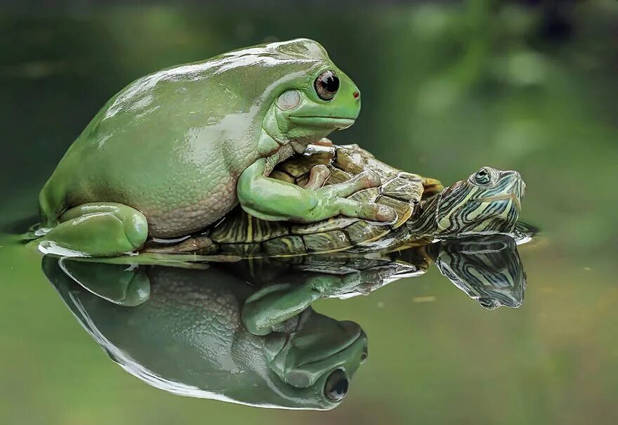 Смешные лягушки картинки. Жаба хищник. Танто Йенсен — индонезийский фотограф. Жаба и лягушка.