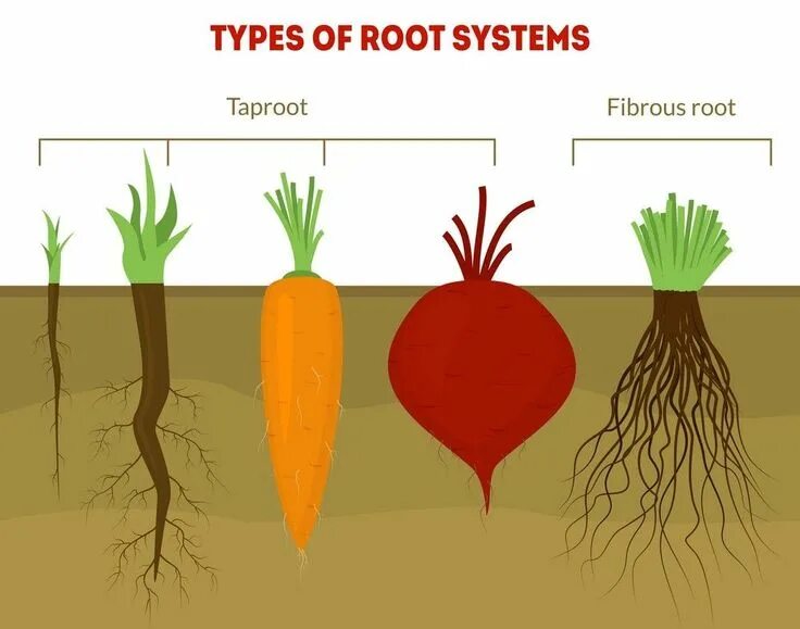 System have been root