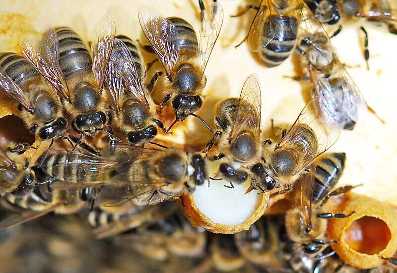 Маточное молочко пчел. Маточное молочко пчела Белогорья. Пчелы падевый мед.