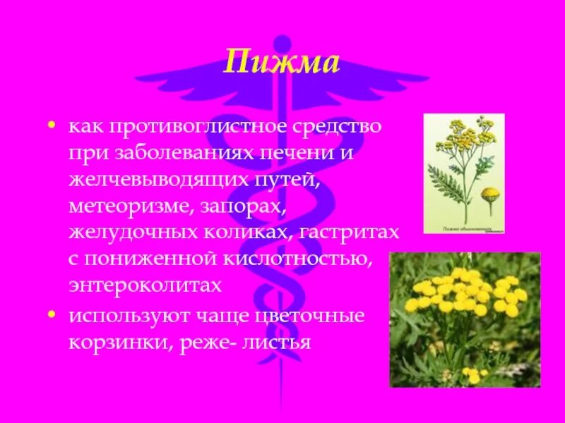 Пижма фармакологическое действие. Лекарственные препараты на основе пижмы обыкновенной. Пижма обыкновенная в аптеке. Пижма фармакологическое действие. Цветки пижмы препараты.