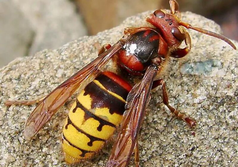 Шершень обыкновенный Vespa crabro. Азиатский Шершень. Шершень и Оса. Матка осы и Шершень. Большая оса как называется