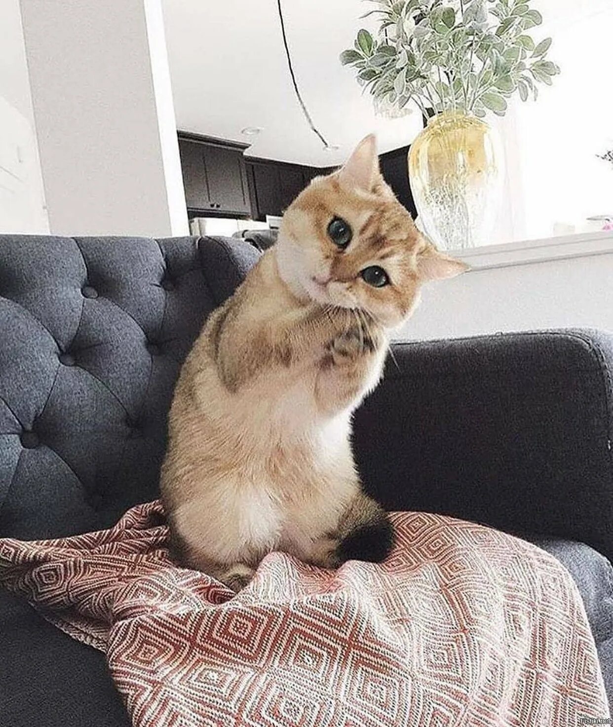Кот кладет лапу на лапу. Котики для поднятия настроения. котенок туть. покажи кота. роскошный кот.
