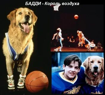 Пес бадди