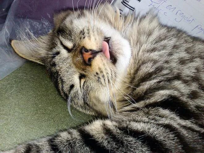 Sleeping language