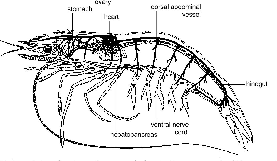 Строение креветки рисунок кишечник. Строение креветки кишечник. Строение креветки схема. Строение королевской креветки.
