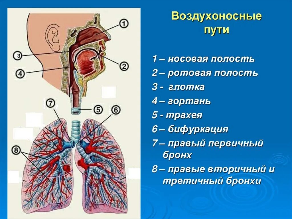 Воздухоносные дыхательные пути. Органы воздухоносных путей дыхательной системы. Воздухоносные пути строение и функции. Строение воздухоносных путей человека анатомия.