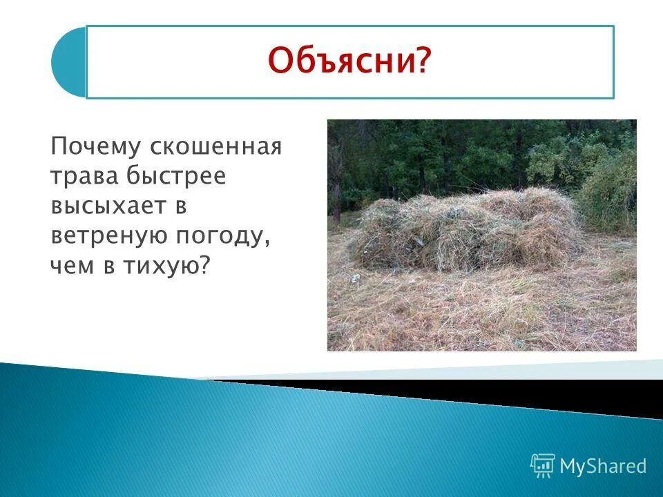 в какую погоду быстрее высохнет скошенная трава. ещё не скошенная трава. в какую погоду ветреную или тихую скошенная трава высохнет быстрее. почему скошенная трава быстрее сохнет в ветреную погоду. влажность свежескошенной травы.