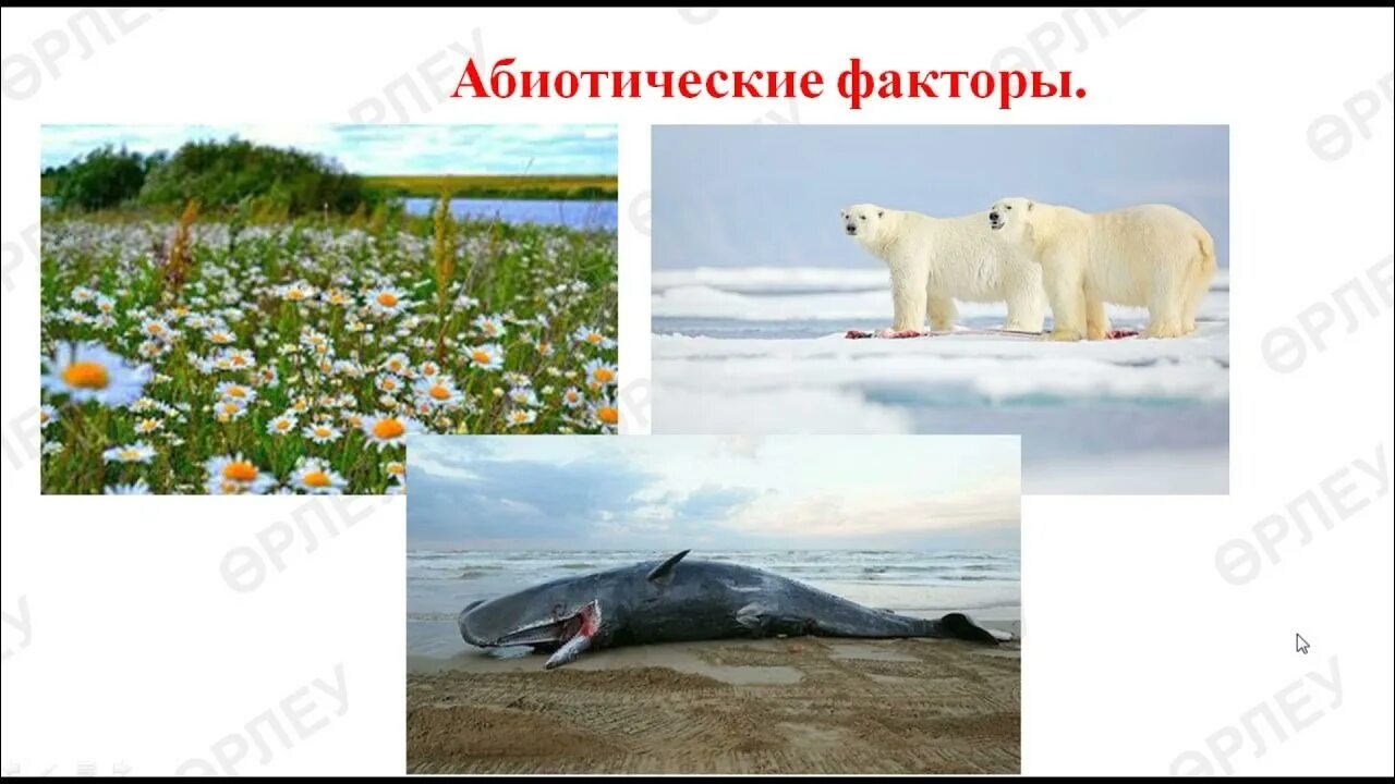 Влияние промышленности на живые организмы. Влияние живых организмов на экосистему. Влияние живых организмов на экосистему. Влияние живых организмов на плодородие почвы. Глобальное потепление влияние на экосистемы.