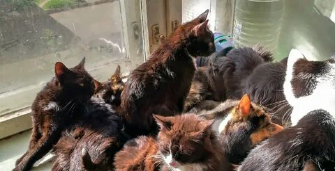 50 кошки
