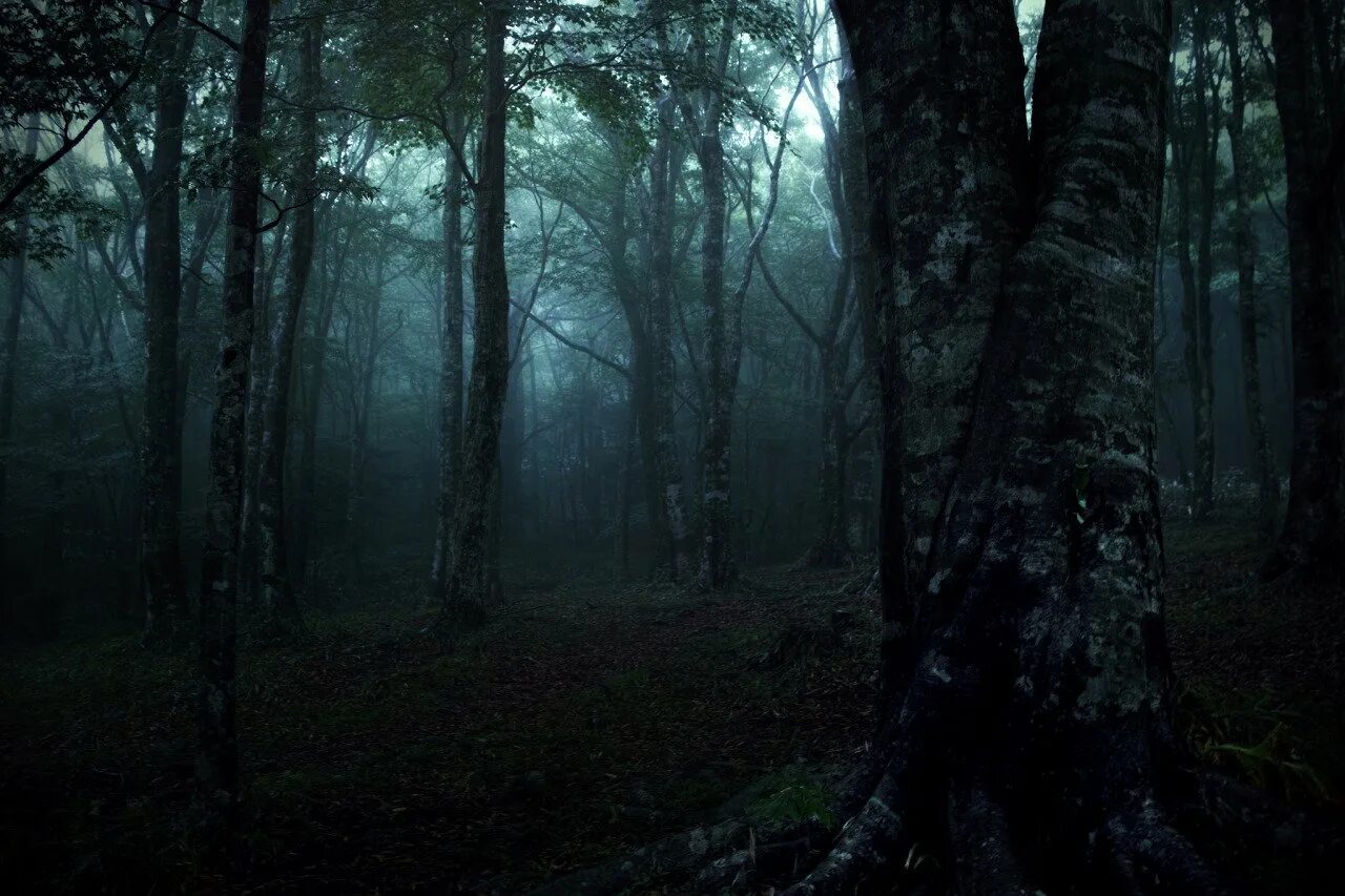 Темная чаща леса. Темный дремучий лес. Мрачный лес. Страшный лес. «Ночь в лесу».