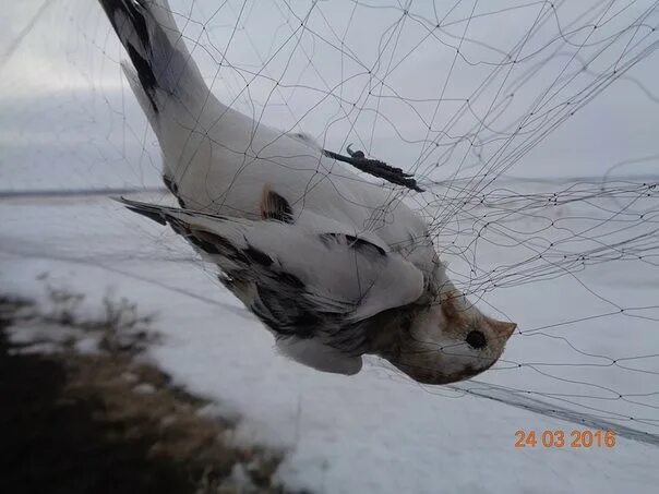 Ловить серую птицу