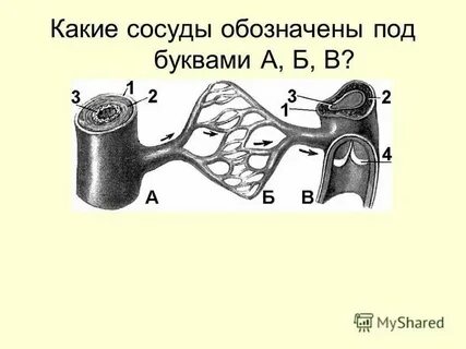 В сосудах есть клапаны