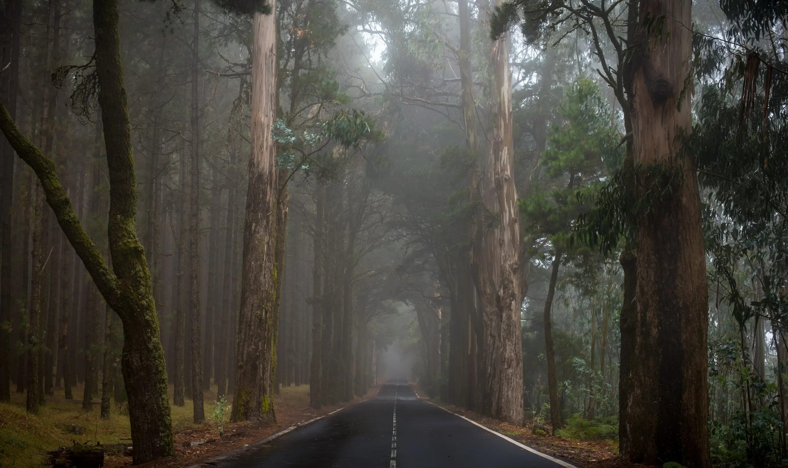 Дорога в лесу. Лес после дождя. Лес туман дорога. Лес в тумане. Rain back