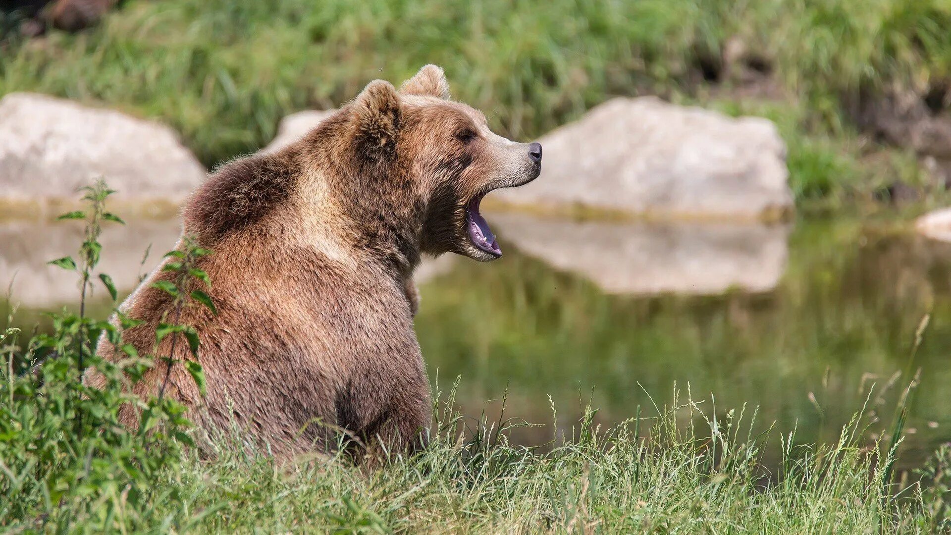 Бурый медведь кавказский заповедник. Закавказский бурый медведь. Кавказский бурый медведь. Европейский бурый медведь.