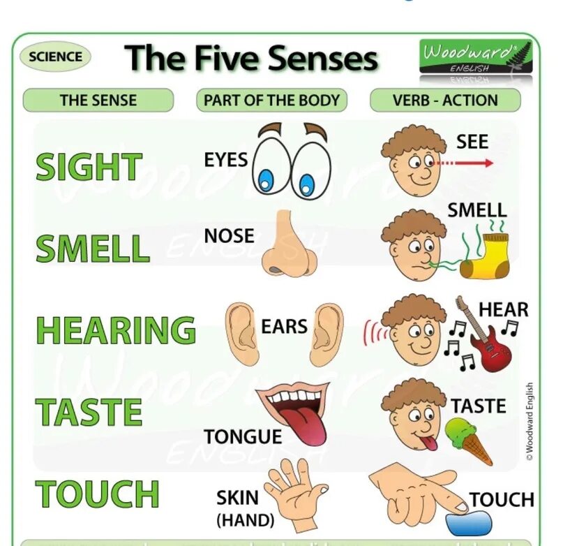 Глаголы органов чувств. Органы чувств человека на английском. Пять чувств на английском для детей. 5 Чувств на английском.