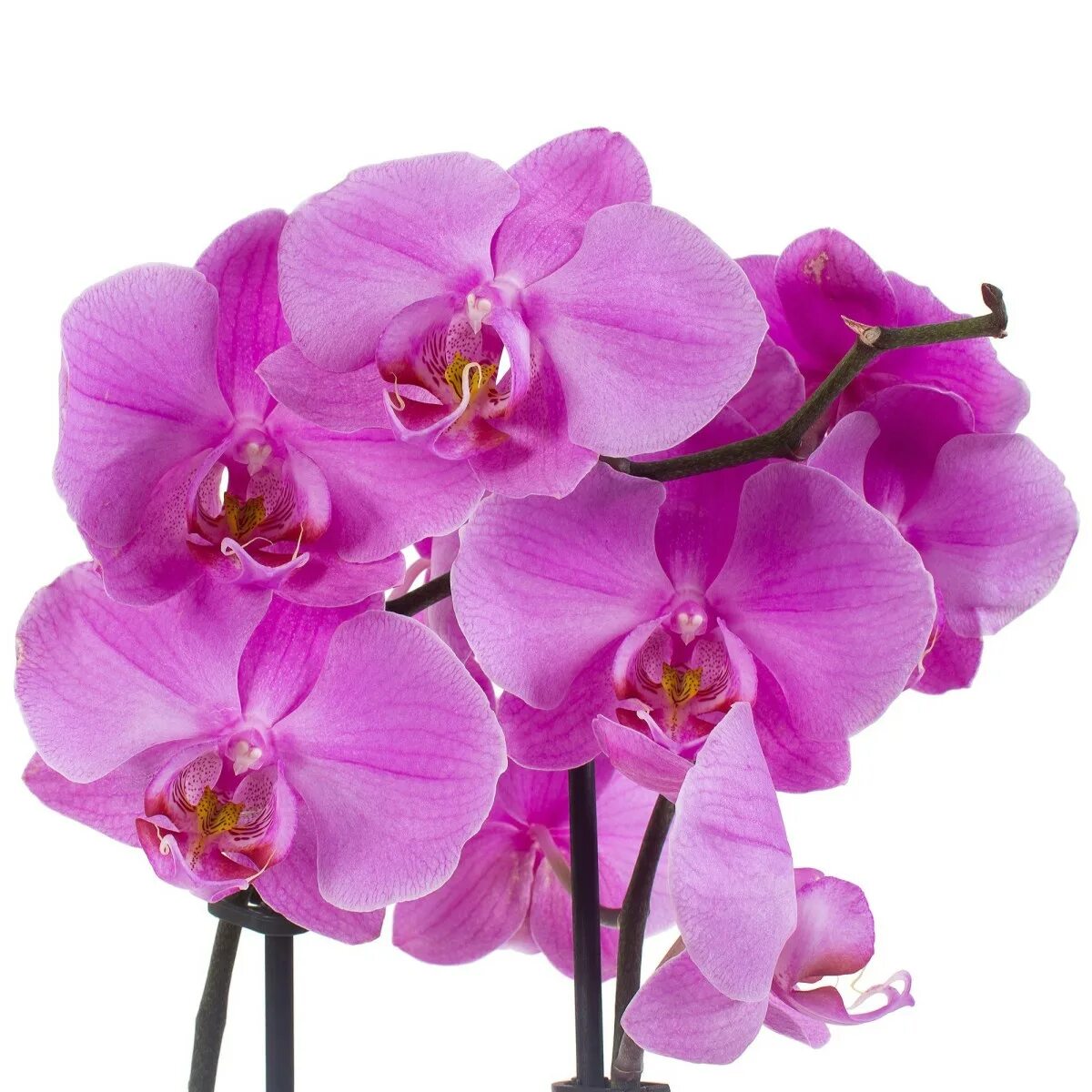 Леруа мерлен орхидея в горшке. Орхидея Атлантис. Орхидея фаленопсис Атлантис. Орхидея фаленопсис Atlantis. Фаленопсис Атлантис пелорик.