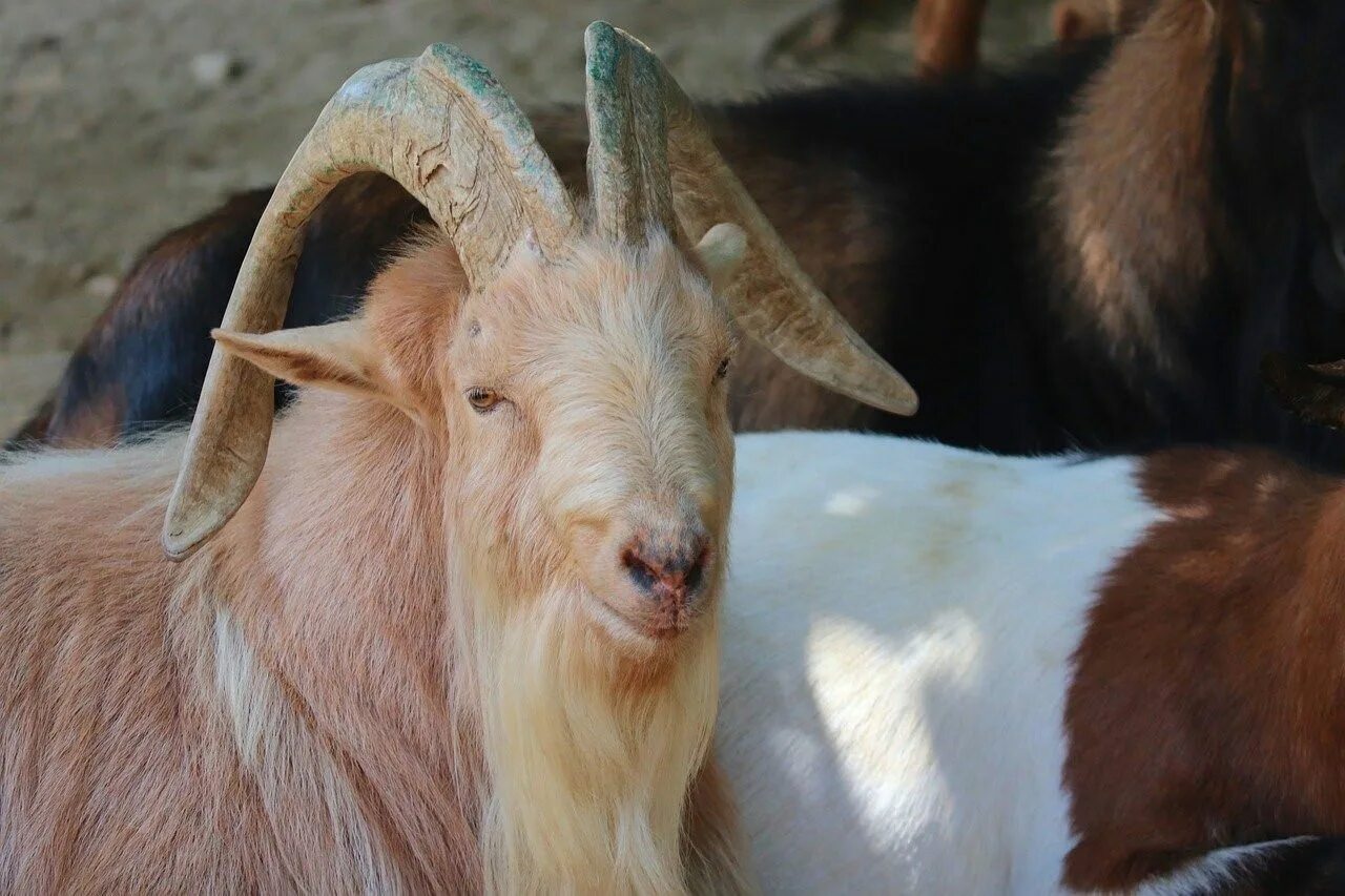 Ушами порода козы. Мурсия Гранада козы. Гулаби козы. Козы Шами. Афганская порода коз.