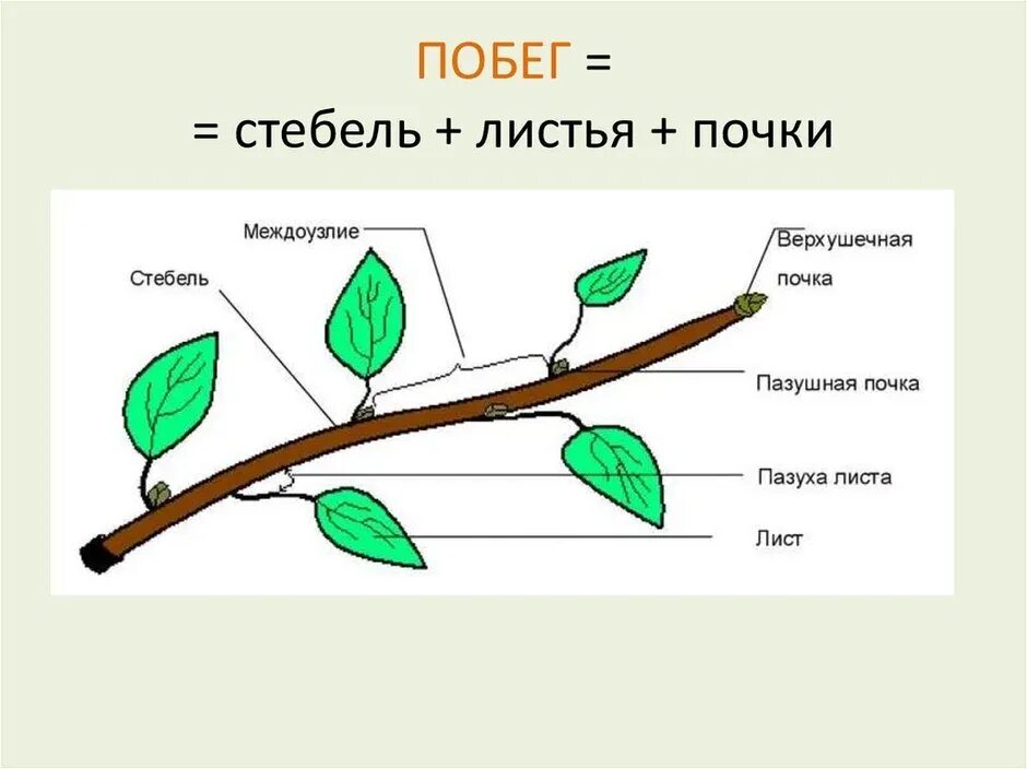 Побег открыт. Схема строения побега. побег и почки, строение стебля и листа.. части побега растения схема. побег стебель.