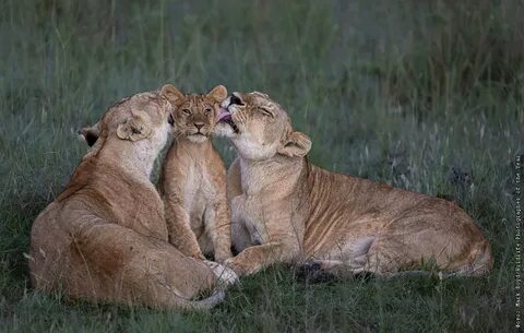 Wildlife photographer of the year 2024