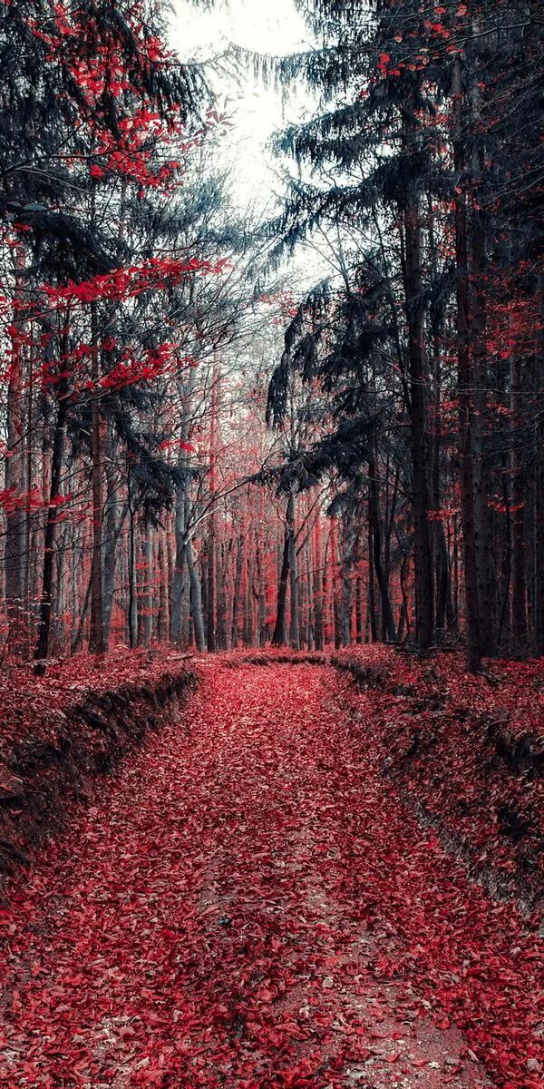 Красный лес участок. Лес. Пейзаж лес. Картинки леса. Красный лес.