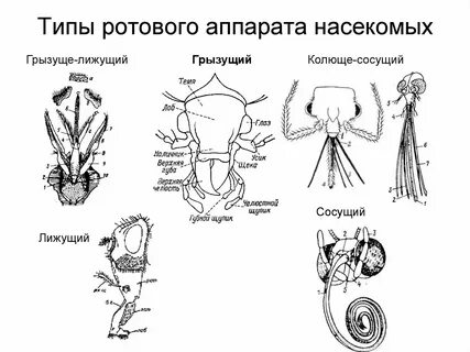 Какие типы ротовых аппаратов характерны