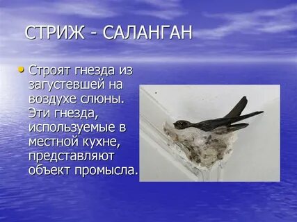 Кто является врагами для стрижей