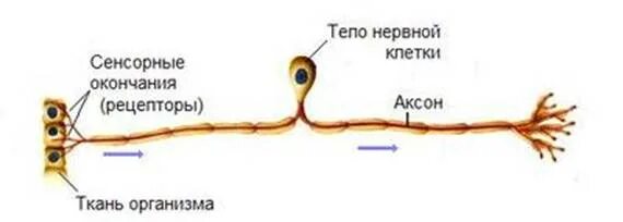 Схема рецепторов нервной системы. Рецепторы нервных клеток. Нервные окончания рецепторы. Нервы окончания рецепторы.