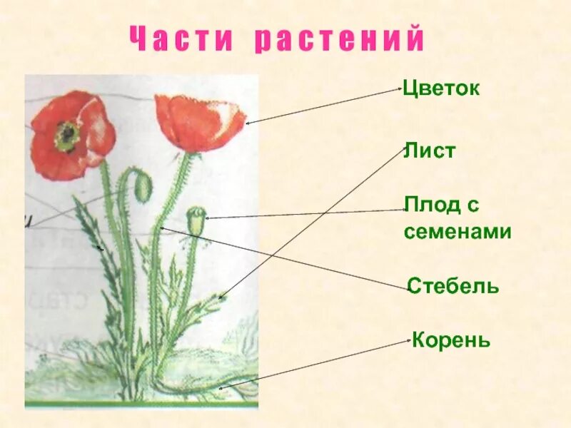 Строение растения рисунок с подписями. Части растения. Мак части растения. Иллюстрации с изображением частей растений. Части растений для детей.