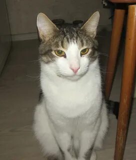Кошка маня