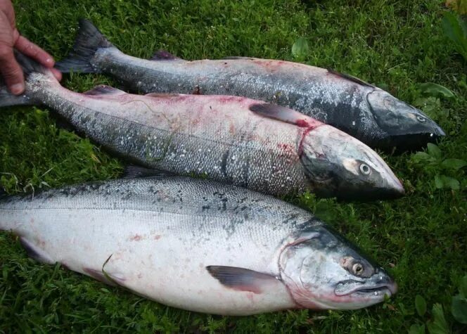 Кетов камчатка