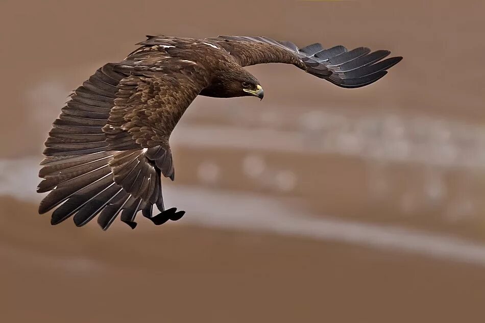 Планирующий полет птицы. Белоплечий орлан. Птица в полете. Планирующий полет птицы. Ястреб в полете.