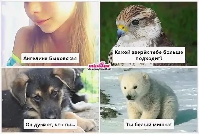 Сколько ангелине волк. Сколько ангелине волк