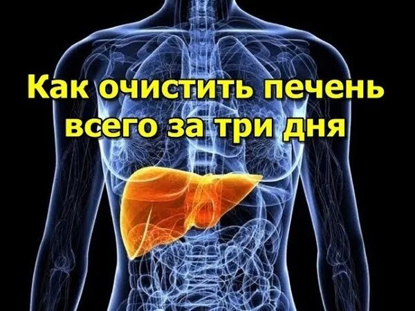 Как полечить печень. Печень и народная медицина. исцеляйся как вылечить печень.