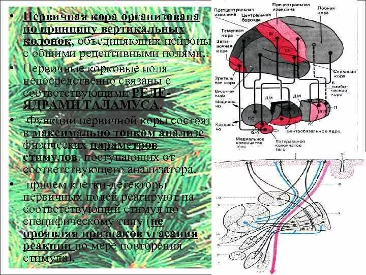 Лурия теория системной динамической локализации. Теория системной локализации ВПФ А.Р Лурия. Системная локализация высших психических функций. Теорию системной динамической локализации ВПФ (по а.р. Лурия).