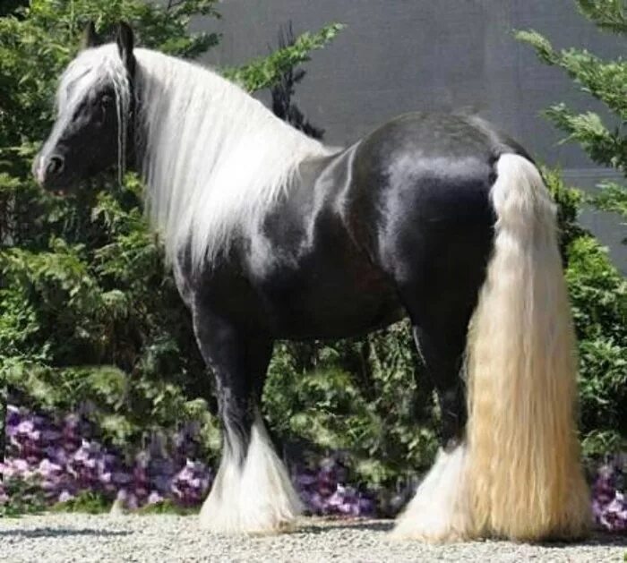 хафлингер темный. игреневая масть. светло игреневая масть лошади. фриз фризская альбинос. лошадь с коричневой гривой.