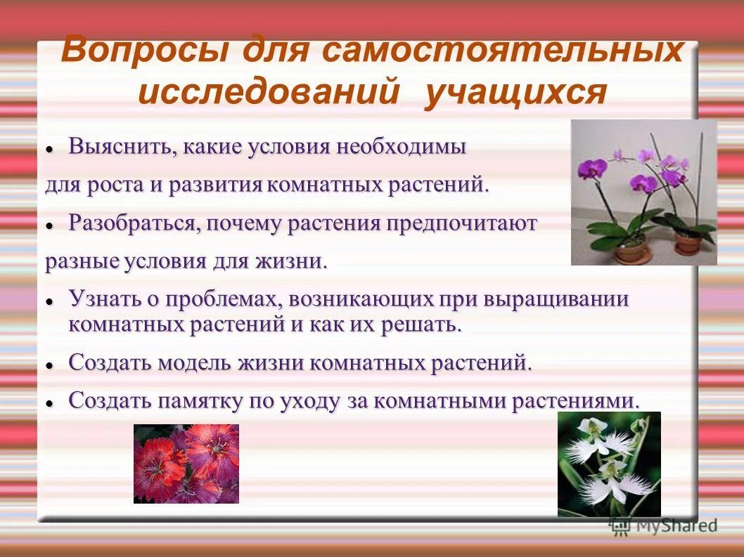 Легенда о незабудке. Анютины глазки поверья и легенды. Легенды о цветах маленькие. Растения погибнут без воды цветы. Зачем растению цветок.