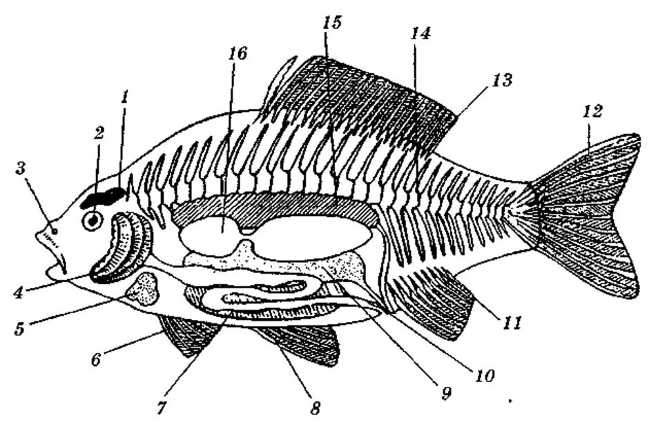 Внутреннее строение карася. Внутреннее строение костистой рыбы. Внутреннее строение костной рыбы. Строение рыбы ЕГЭ биология. Внешнее строение костных рыб рисунок.