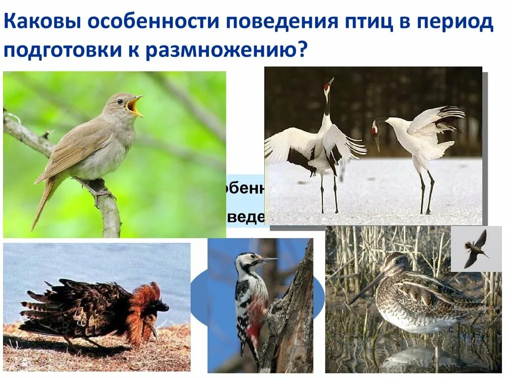 Поведение птиц. Особенности поведения птиц. Поведение птиц в период размножения. Брачное поведение птиц.