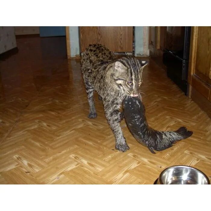 Камышовый кот размеры. Виверровый кот рыболов. камышовый кот вес. виверровый кот и человек. камышовый кот рыболов.