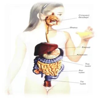 Қаншықтар шұжықтарды жас студенттердің иттеріне итереді