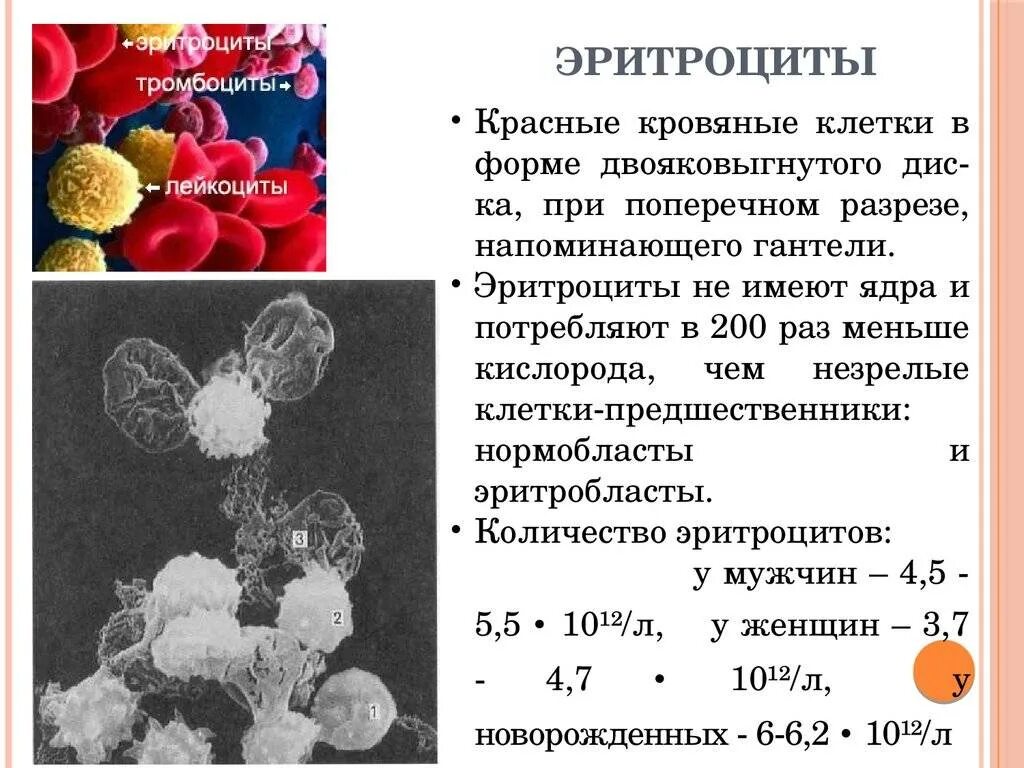 Лейкоциты меньше эритроцитов. Эритроциты и лейкоциты в крови. Эритроциты лейкоциты тромбоциты. Количество эритроцитов лейкоцитов и тромбоцитов. Лейкоциты определяют группу крови