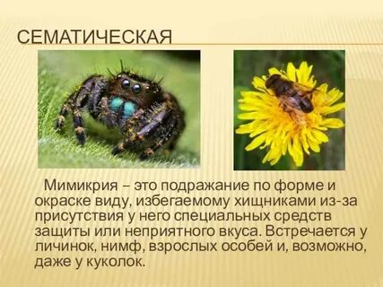 Мимикрия окраска примеры животных
