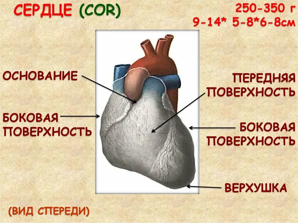 Норма форма сердца. Сердце анатомия верхушка и основание. Строение сердца основание. Строение сердца поверхности. Строение сердца основание верхушка.