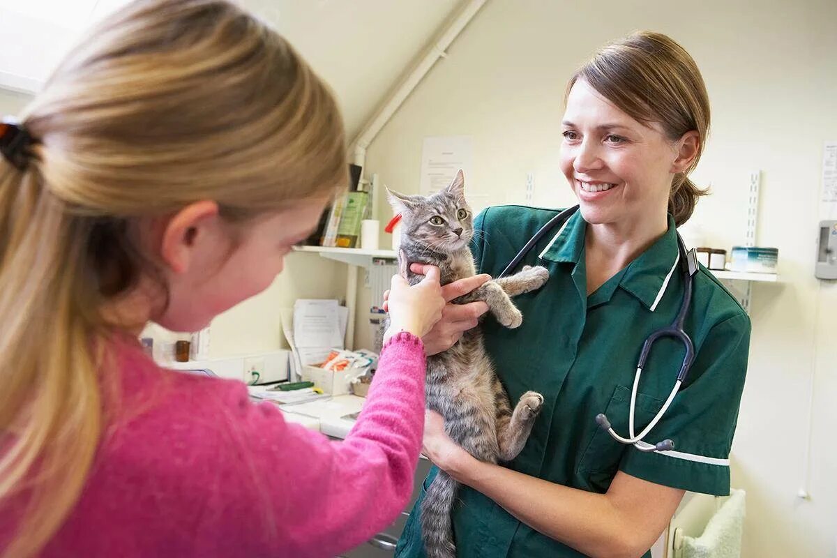 Кошка в ветеринарной клинике. Кошка в ветеринарке. Ветеринар с кошкой. Красивая девушка ветеринар. Руки ветеринаров